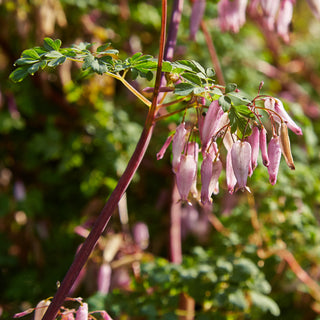 Adlumia fungosa <br>ALLEGHENY VINE, CLIMBING FUMITORY