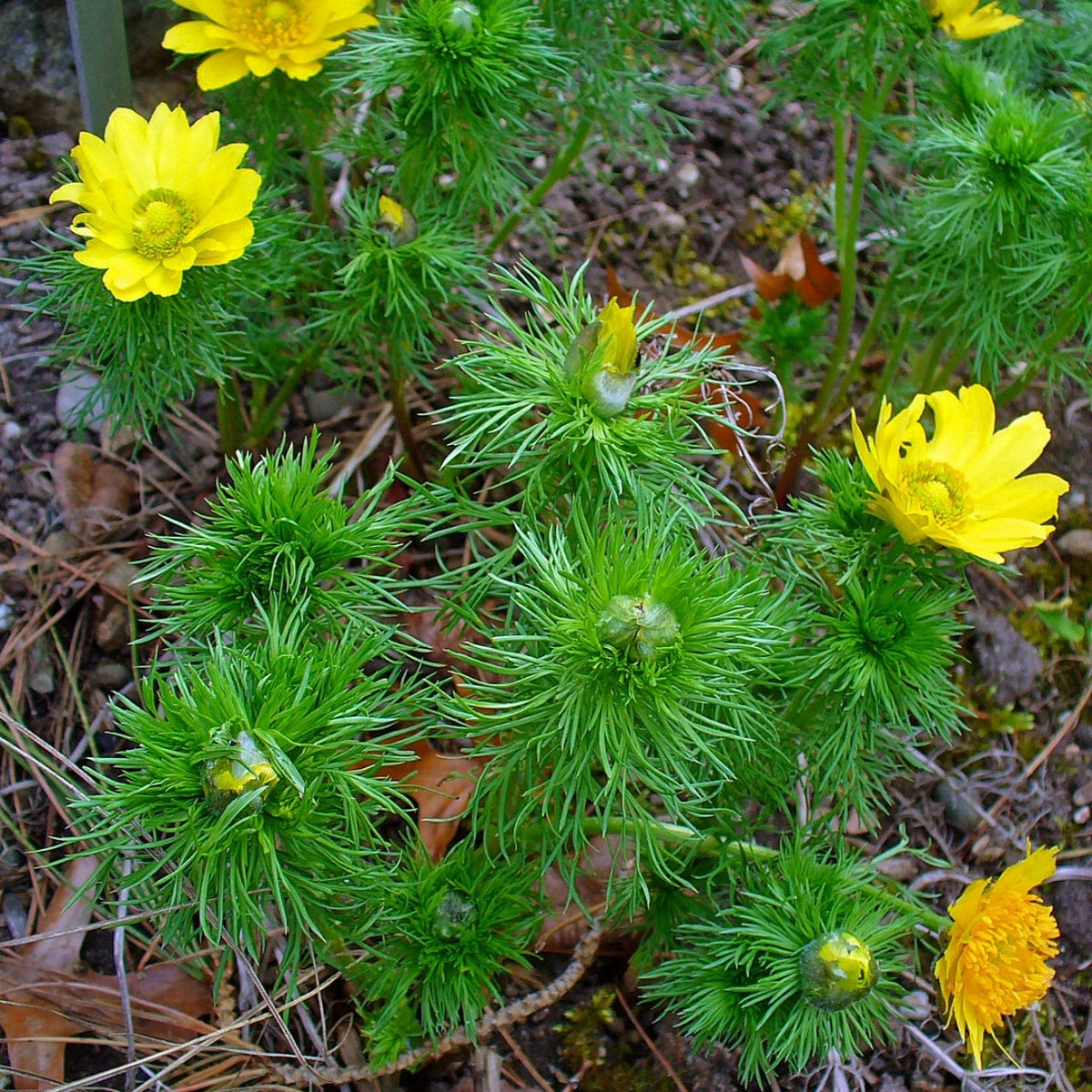 SPRING ADONIS Adonis Vernalis – Ferri Seeds