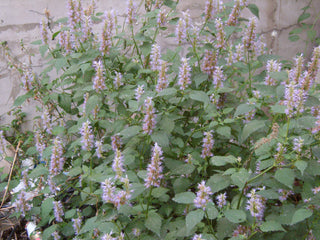 Agastache rugosa albiflora WHITE ANISE HYSSOP ANIS