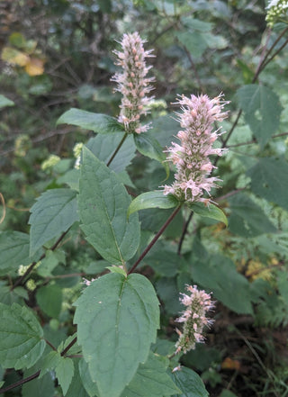 Agastache scrophulariifolia <br>PURPLE GIANT HYSSOP