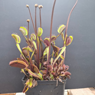Dionaea muscipula <br>VENUS FLYTRAP 'AKAI RYU' x OP