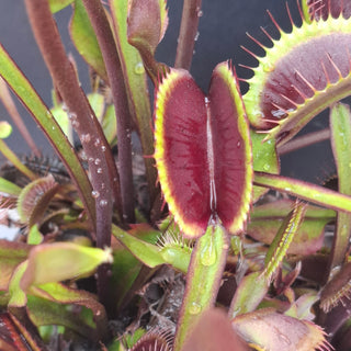 Dionaea muscipula <br>VENUS FLYTRAP 'AKAI RYU' x OP