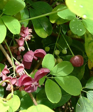 Akebia quinata <br>CHOCOLATE VINE, FIVE LEAF