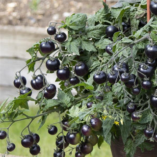 Solanum lycopersicum <br>TOMATO AKOYA