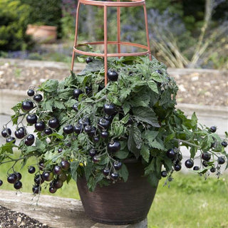 Solanum lycopersicum <br>TOMATO AKOYA