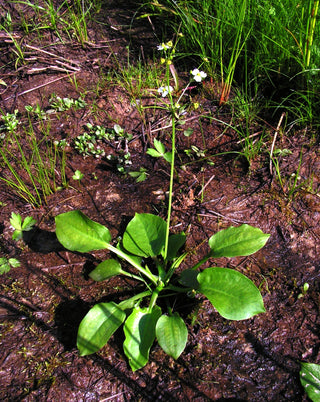 Alisma plantago-aquatica <br>WATER PLANTAIN