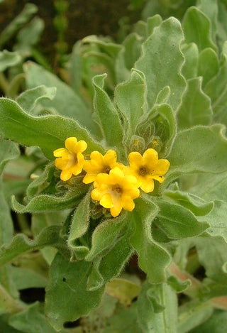 Alkanna orientalis <br>ALKANET