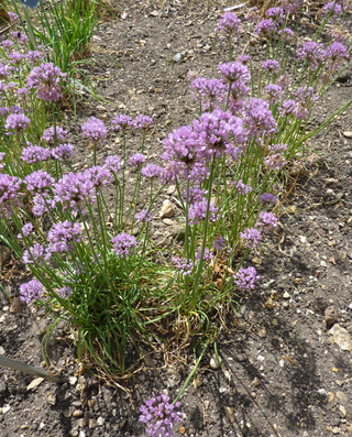 Allium angulosum <br>MOUSE GARLIC
