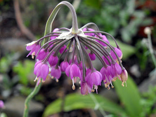 Allium cernuum <br>GIANT NODDING ONION, LADY'S LEEK