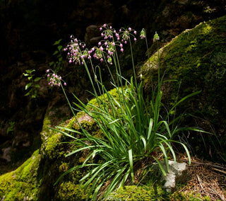 Allium cernuum Nodding Onion