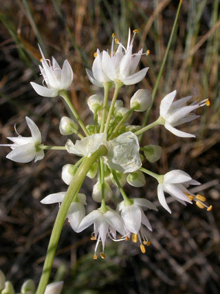Allium cernuum albiflorum <br>WHITE NODDING ONION, LADY'S LEEK