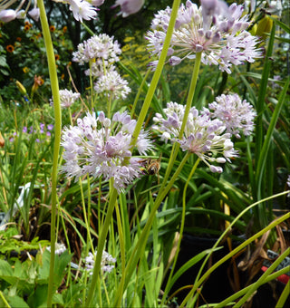 Allium_senescens mountain garlic