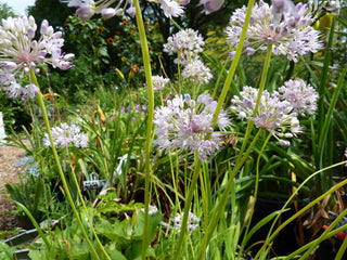 Allium_senescens_Mountain_garlic