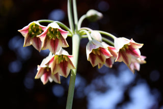 Nectaroscordum siculum, Allium <br>MEDITERRANEAN BELLS, SICILIAN HONEY GARLIC