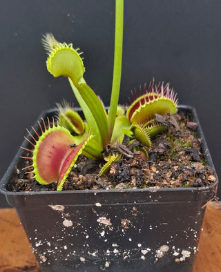 Dionaea muscipula <br>VENUS FLYTRAP 'ALPENGLOW' x OP