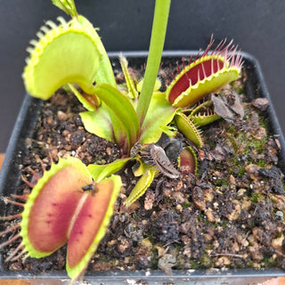 Dionaea muscipula <br>VENUS FLYTRAP 'ALPENGLOW' x OP
