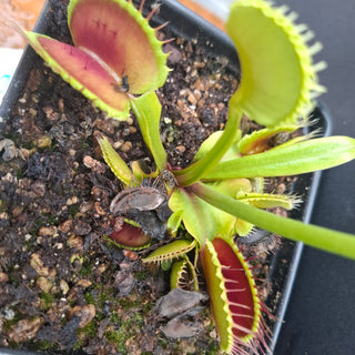 Dionaea muscipula <br>VENUS FLYTRAP 'ALPENGLOW' x OP