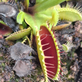 Dionaea muscipula <br>VENUS FLYTRAP 'ALPENGLOW' x OP