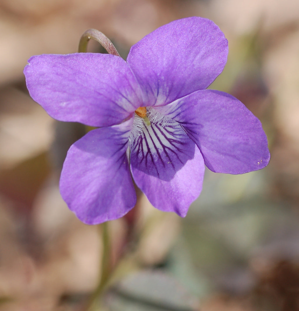 Viola labradorica purpurea LABRADOR VIOLET – Ferri Seeds