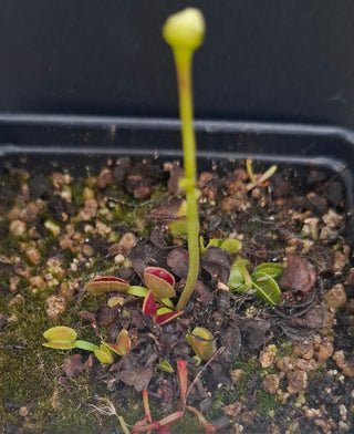 Dionaea muscipula <br>VENUS FLYTRAP 'AMARONE' x OP