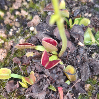 Dionaea muscipula <br>VENUS FLYTRAP 'AMARONE' x OP