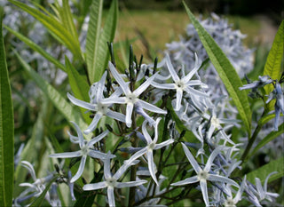 Amsonia tabernaemontana <br>BLUESTAR