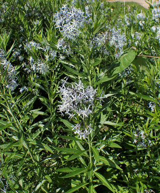 Amsonia illustris <br>OZARK BLUESTAR