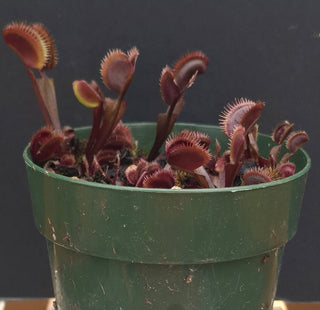 Dionaea muscipula <br>VENUS FLYTRAP 'AMTEBORUS' x OP