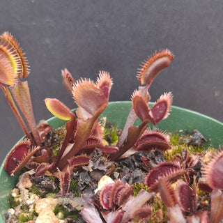 Dionaea muscipula <br>VENUS FLYTRAP 'AMTEBORUS' x OP