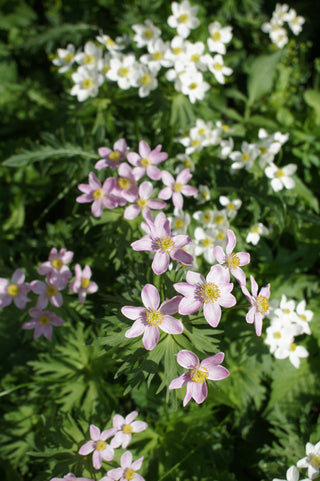 Anemone fasciculata, Anemonastrum fasciculatum