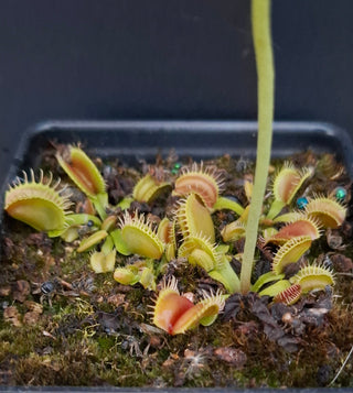 Dionaea muscipula <br>VENUS FLYTRAP 'ANGELWINGS' x OP