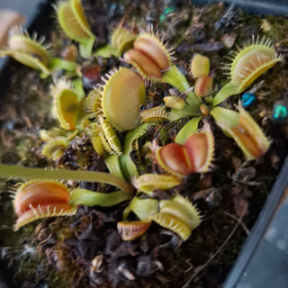 Dionaea muscipula <br>VENUS FLYTRAP 'ANGELWINGS' x OP