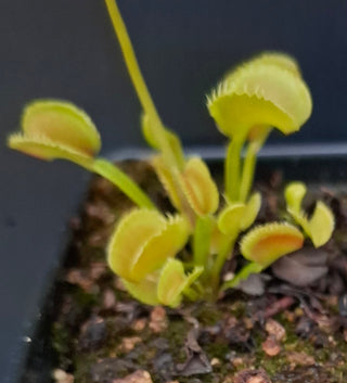 Dionaea muscipula <br>VENUS FLYTRAP 'ANGRY LETTUCE' x OP