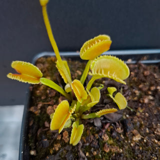 Dionaea muscipula <br>VENUS FLYTRAP 'ANGRY LETTUCE' x OP