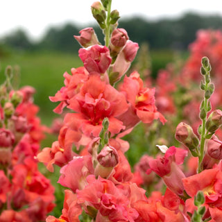 Antirrhinum SNAPDRAGON BUTTERFLY CHERRY BRONZE