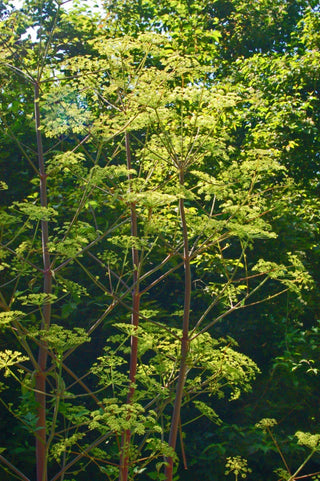 Peucedanum verticillare <br>MILK PARSLEY, GIANT HOG FENNEL