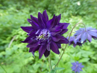 blue barlow columbine
