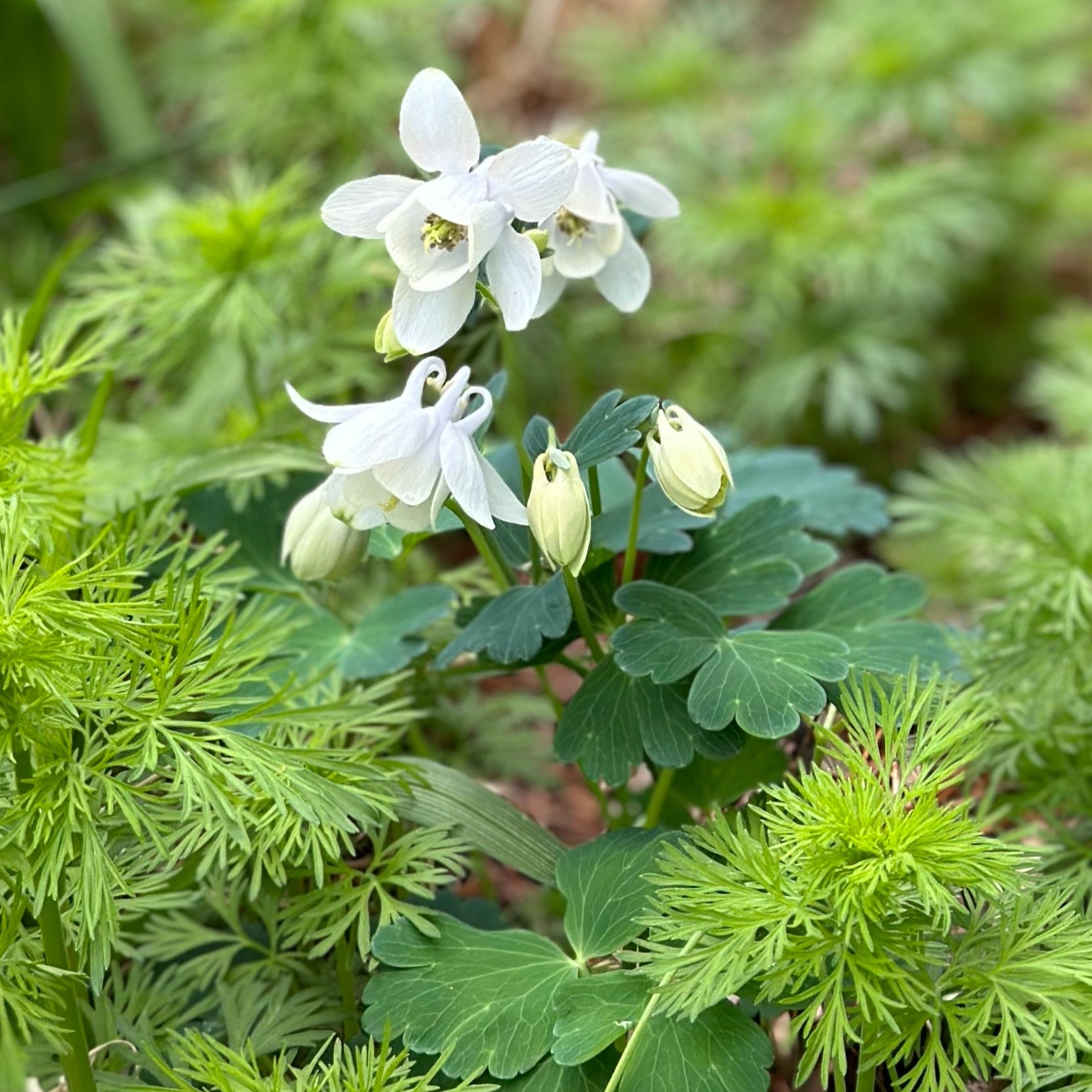 fan flower seeds Aquilegia flaballata JAPANESE FAN COLUMBINE WHITE – Ferri Seeds