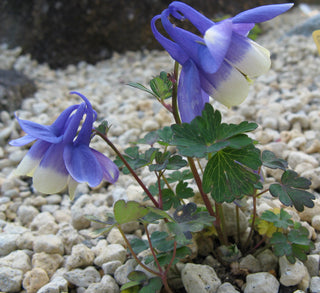 aquilegia flabellata cameo blue white