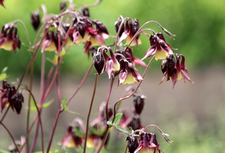 Aquilegia oxysepala