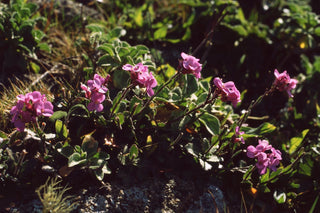 Arabis blepharophylla <br>COAST ROCK CRESS PURPLE-PINK BARRANCA
