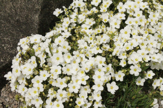 Arenaria montana <br>MOUNTAIN SANDWORT