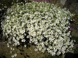 Minuartia laricifolia <br>LARCH LEAF SANDWORT