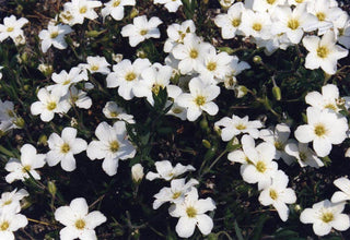 Arenaria montana <br>MOUNTAIN SANDWORT