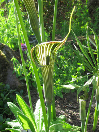 Arisaema ciliatum <br>HIMALAYAN COBRA LILY