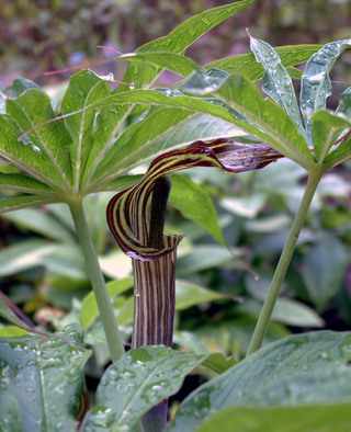 Arisaema speciosum <br>HIMALAYAN GIANT COBRA LILY