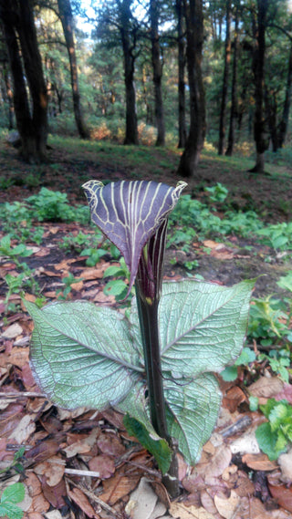 Arisaema speciosum <br>HIMALAYAN GIANT COBRA LILY