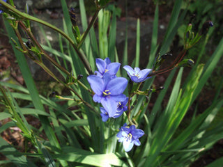 Aristea ecklonii <br>BLUE STARS, BLUE LILY, BLUE EYED IRIS