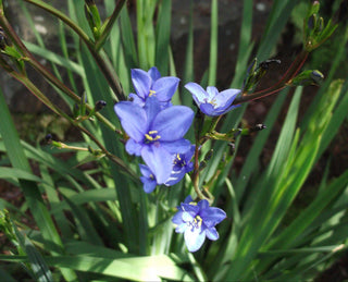 Aristea ecklonii BLUE STARS, BLUE LILY, BLUE EYED IRIS