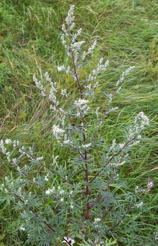 Artemesia vulgaris <br>MUGWORT, WORMWOOD